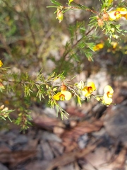 Dillwynia tenuifolia