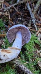 Cortinarius oregonensis