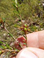 Pultenaea parviflora