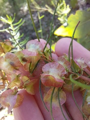 Dodonaea falcata