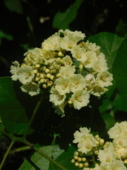 Cordia alba