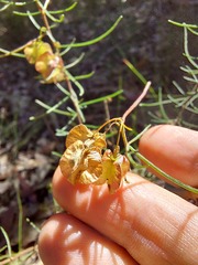 Dodonaea falcata