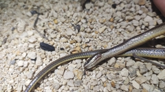 Coniophanes