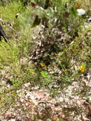Pultenaea parviflora
