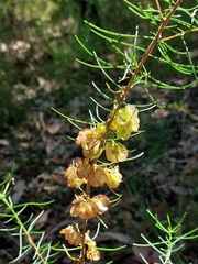 Dodonaea falcata