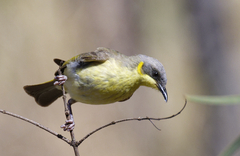 Ptilotula keartlandi