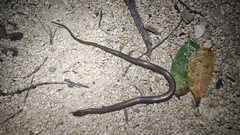 Coniophanes