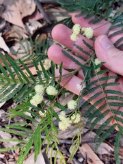 Acacia parvipinnula