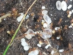 Pheidole