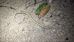 Coniophanes