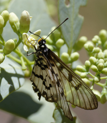 Acraea andromacha