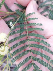 Acacia parvipinnula