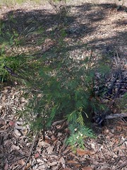 Acacia parvipinnula