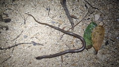 Coniophanes