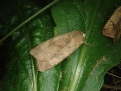 Diarsia canescens