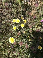 Layia platyglossa