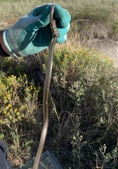 Masticophis schotti ruthveni