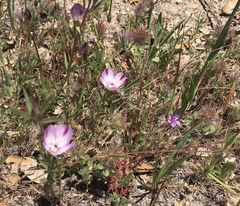 Clarkia
