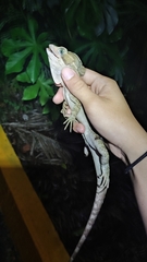 Basiliscus vittatus