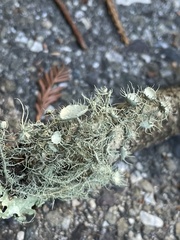 Usnea intermedia