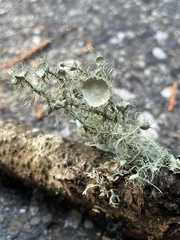 Usnea intermedia