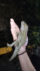 Basiliscus vittatus