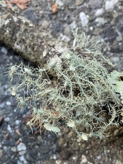 Usnea intermedia