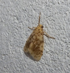 Miltochrista obsoleta