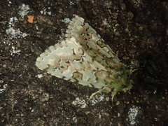 Daseochaeta viridis