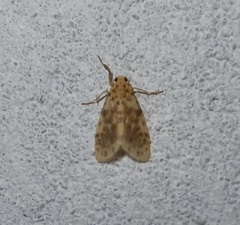 Miltochrista obsoleta