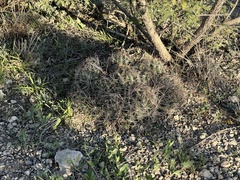 Coryphantha macromeris macromeris