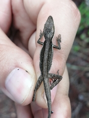 Anolis semilineatus