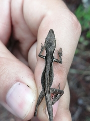 Anolis semilineatus