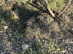 Coryphantha macromeris macromeris