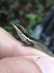 Anolis semilineatus