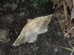Garaeus specularis