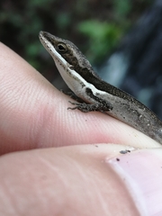 Anolis semilineatus