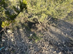 Coryphantha macromeris macromeris