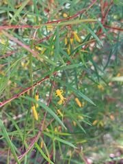 Persoonia nutans