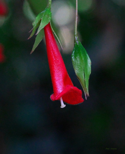 Nematanthus crassifolius