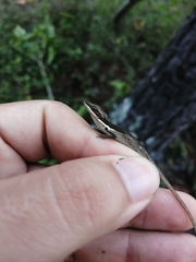 Anolis semilineatus
