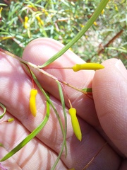 Persoonia nutans