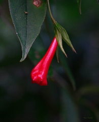 Nematanthus