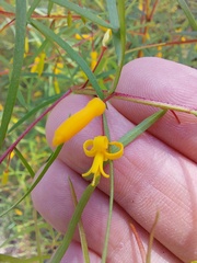 Persoonia nutans