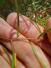 Persoonia nutans
