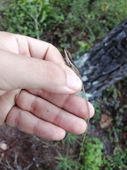 Anolis semilineatus