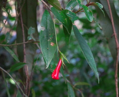 Nematanthus