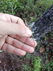 Anolis semilineatus