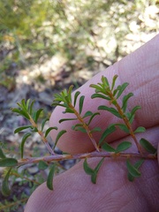 Pultenaea parviflora