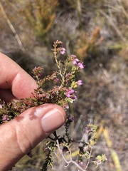 Erica filiformis